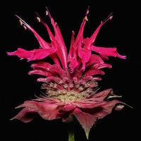 Beebalm