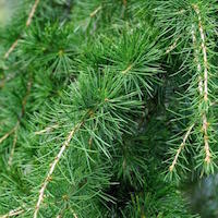 Cedar
