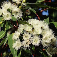 Eucalyptus