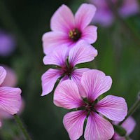 Geranium