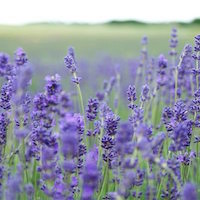 Lavender