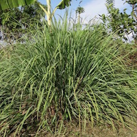 Lemon Grass