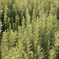 Rosemary