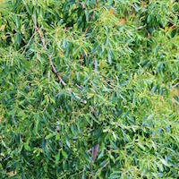 Tea Tree