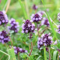 Thyme