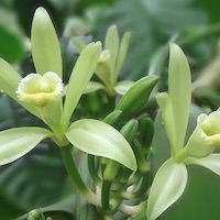 Vanilla